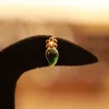 22KT Gold Verdant Drop Petal Studs